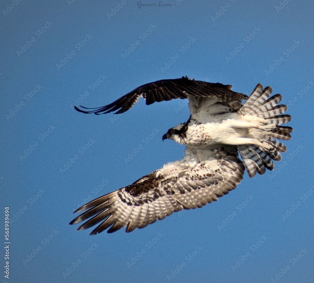 Fototapeta premium Osprey in flight