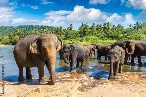Photography Herd of elephants in Sri Lanka
