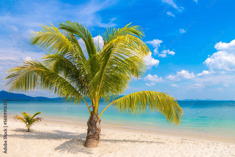 Fototapeta premium Single palm tree on beach