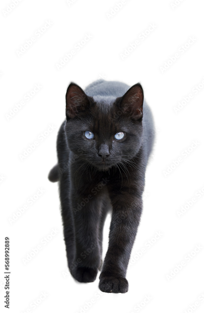 Black cat with blue eyes cat walking isolated on white Front view Black cat with blue eyes cat walking isolated on white Front view