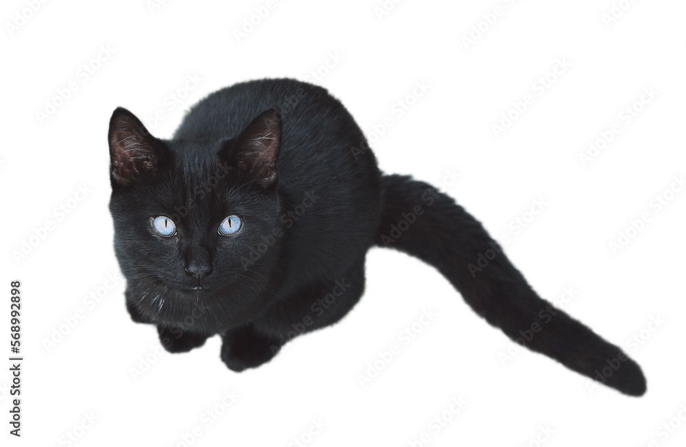 Black cat with blue eyes looking up isolated on white background Close up