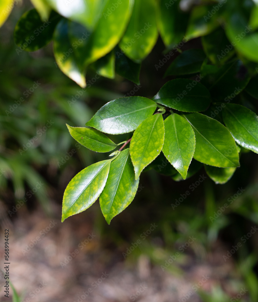the leaves stand out in the middle of a forest the leaves stand out in the middle of a forest