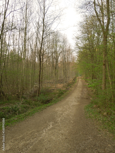 오솔길, 산책길, 숲길 © Pia