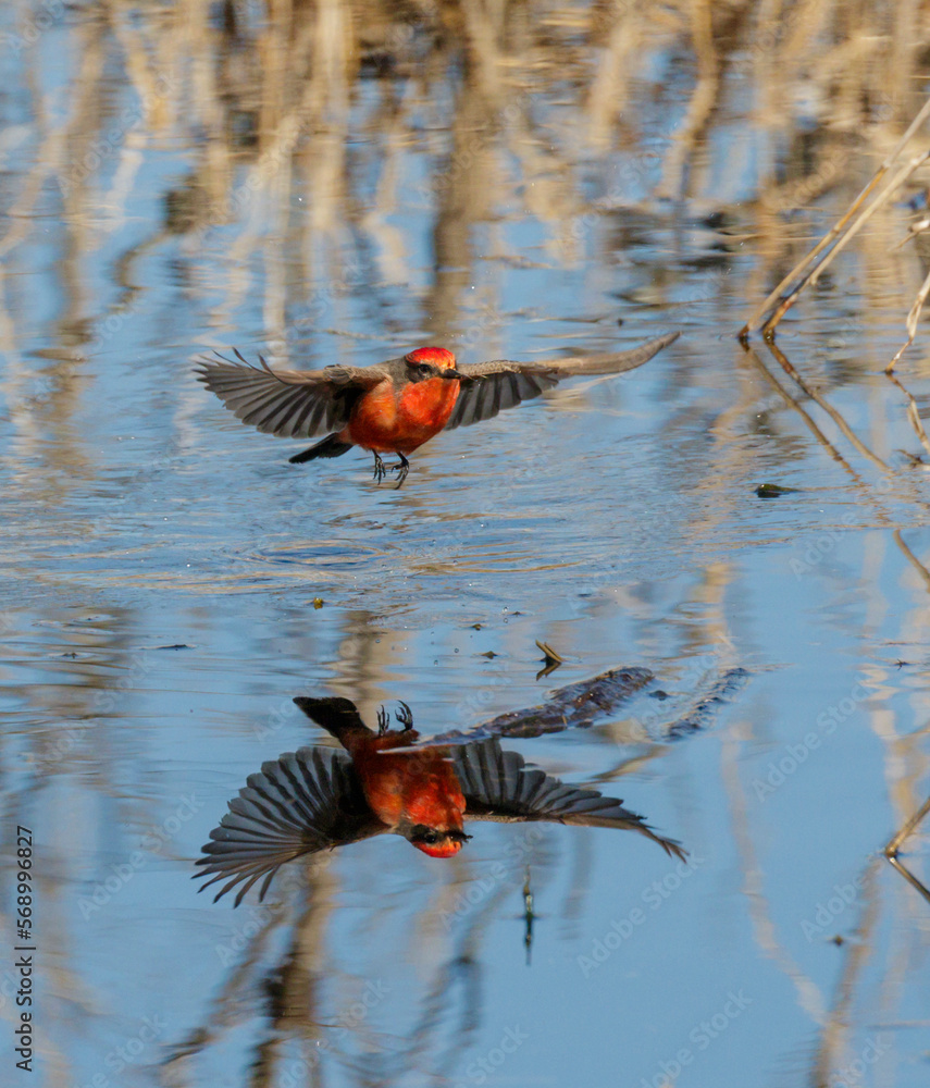Φωτογραφία Vermilion flycatcher (Pyrocephalus rubinus) male hunting over lake, Brazos Bend State Park, Texas, USA