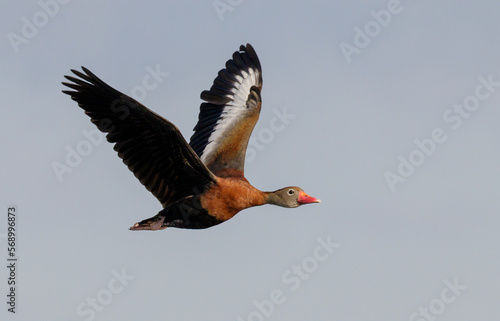 Photography Black-bellied whistling duck (Dendrocygna autumnalis) flying, Brazos Bend State