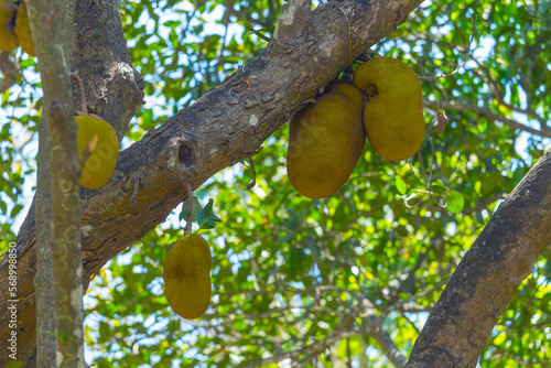  jackfruit on the trees in the jungles of India