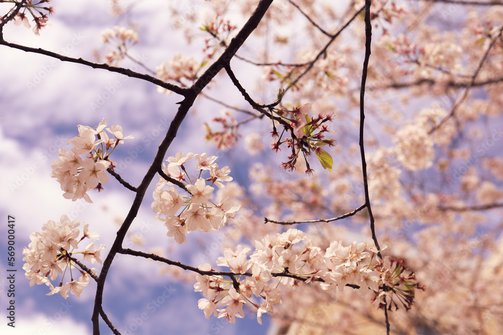 Obraz premium cherry blossom in spring