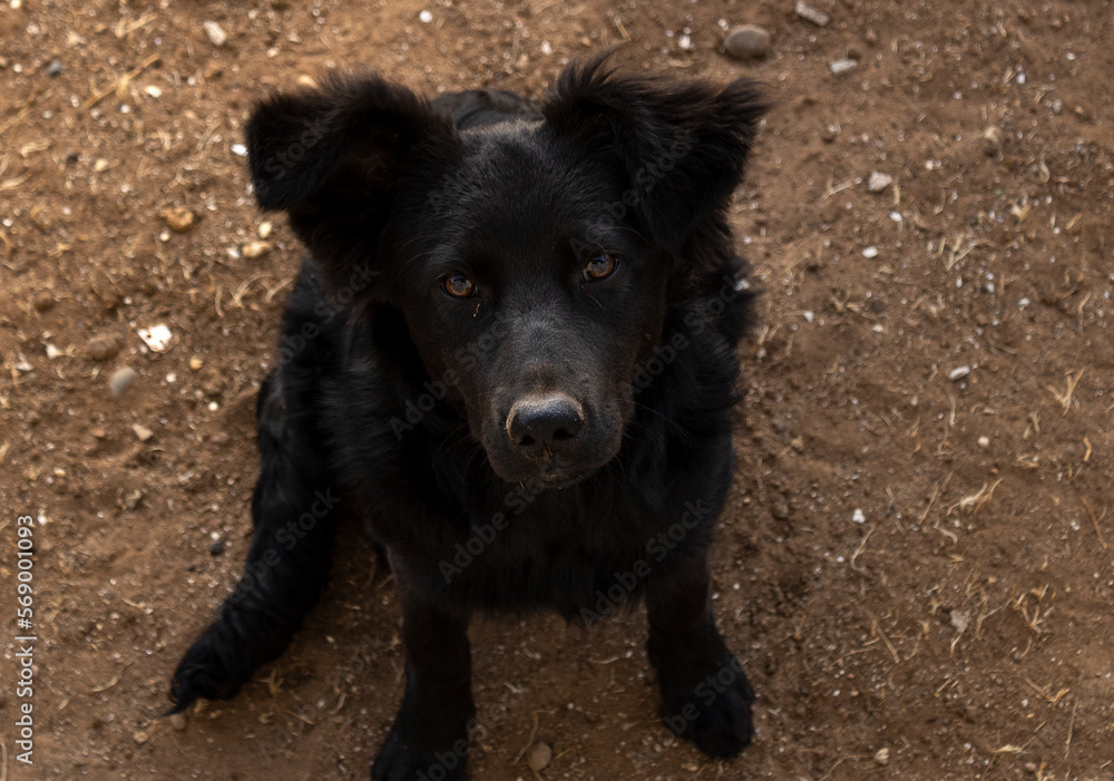 Fototapeta premium black dog
