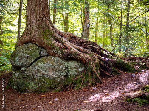 Tree roots clinging to big rock.