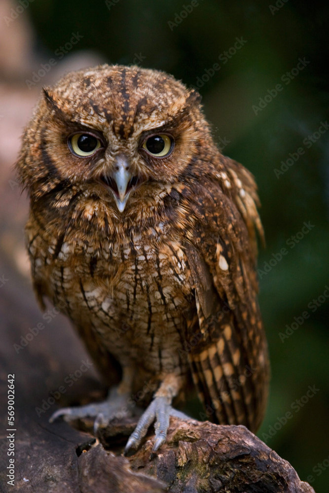 Fototapeta premium great horned owl