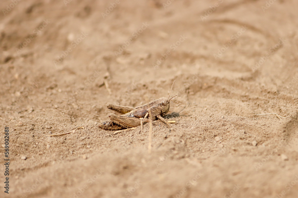 Dusty Alpine Grasshopper on Pocaterra Ridge in Kananaskis Alberta