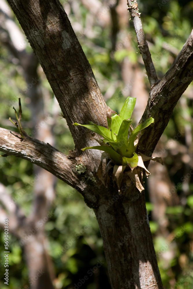 Fototapeta premium lizard on a branch