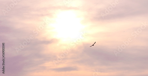  The one bird flying on The space sky .The power of sun in the space sky 
