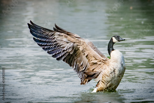 Canada Goose Landing in Lake
