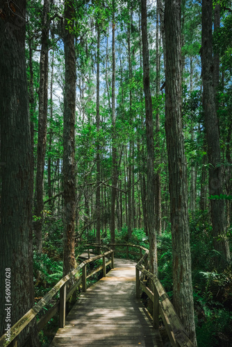 wooden boardwalk in forest above marshlands