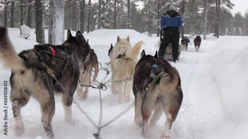 Dog sled ride in winter arctic snowy forest Dog sled ride in winter arctic snowy forest