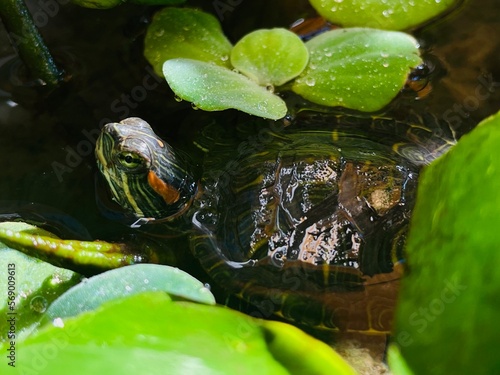 turtles and kiambang plants floating on the water photo