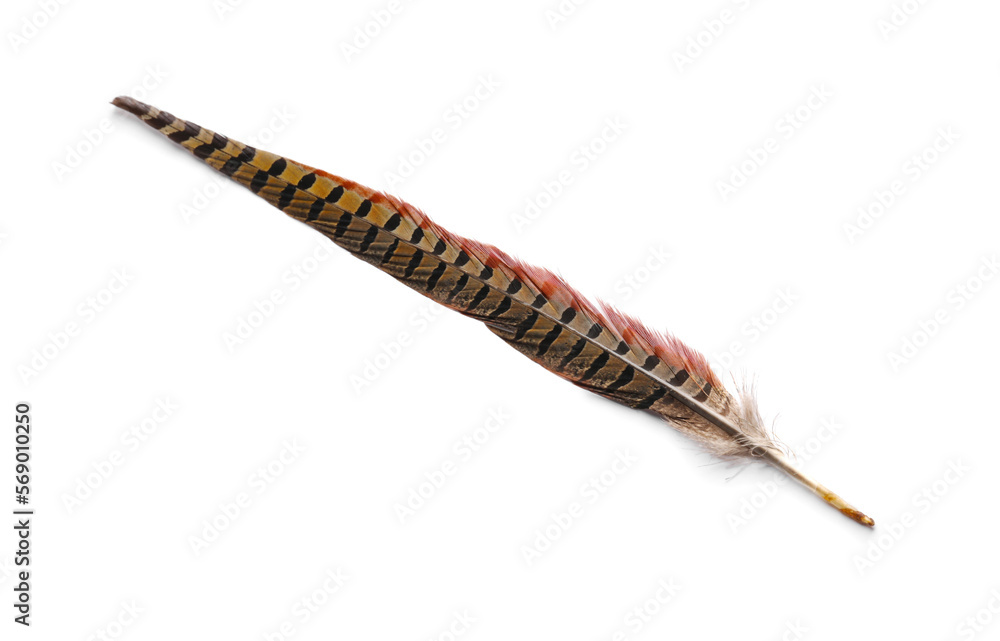 Beautiful brown bird feather isolated on white, top view Beautiful brown bird feather isolated on white, top view