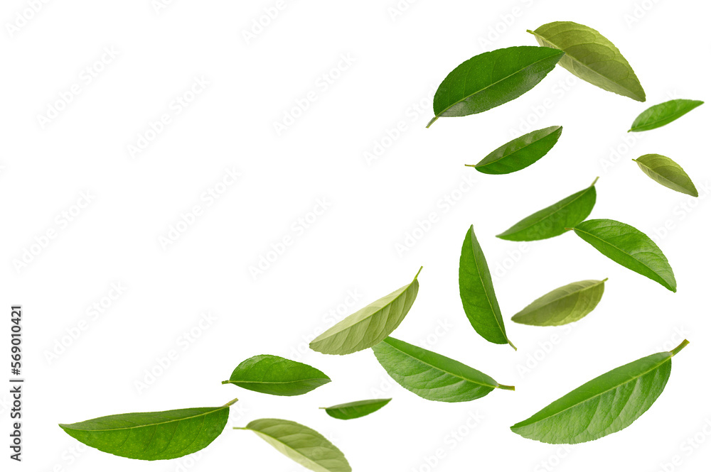 Falling green leaves isolated on white