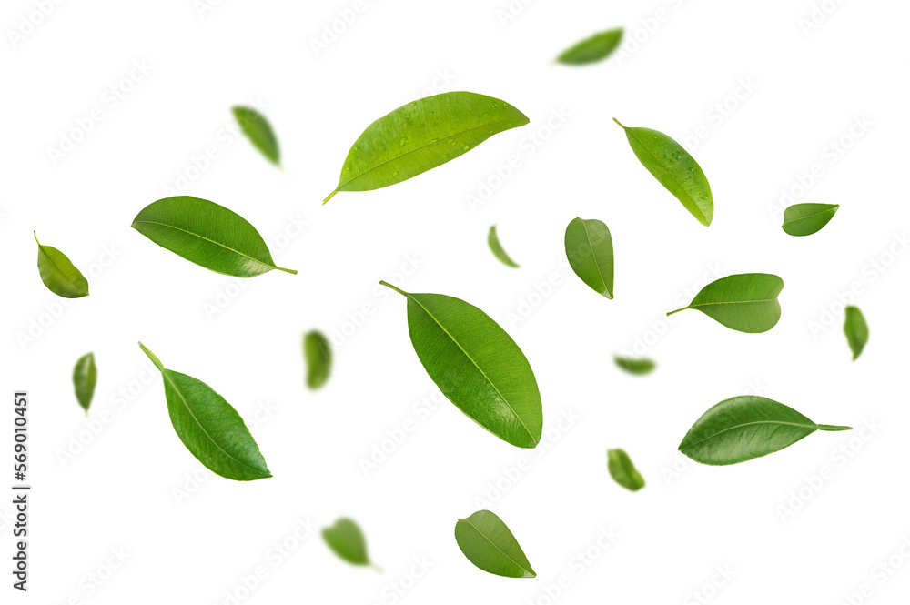 Naklejka premium Green leaves flying , green leaves falling on white background