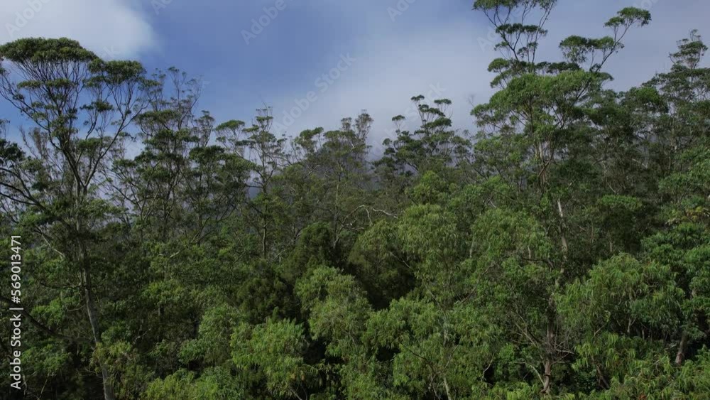 Rainforest ecosystem and healthy environment concept and background, Texture of green tree forest view from above Rainforest ecosystem and healthy environment concept and background, Texture of green tree forest view from above