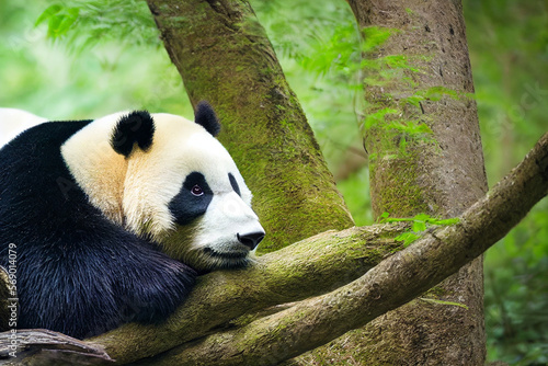 black and white panda on the background of green bamboo leaves, generative AI © Paulina