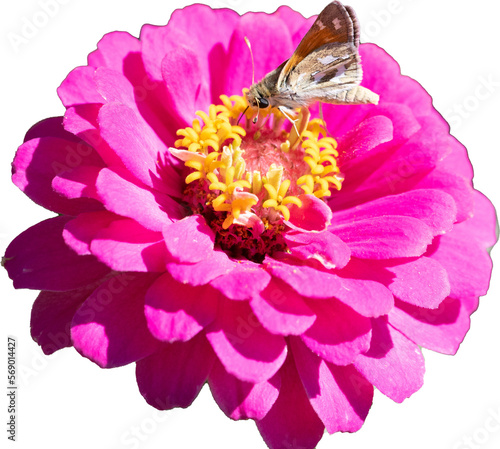 Pink Zinnia flower closeup with a Boardered Patch butterfly.  photo