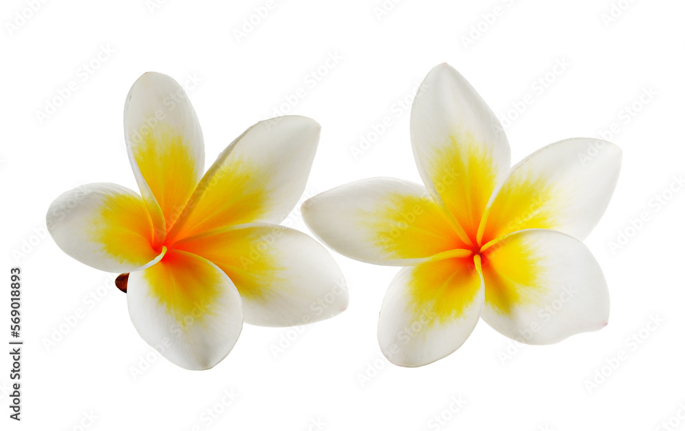 Frangipani flower isolated on transparent png Frangipani flower isolated on transparent png