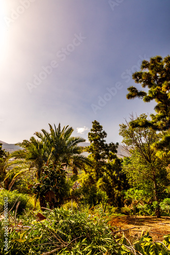 Paisaje en el Puerto de la Cruz.