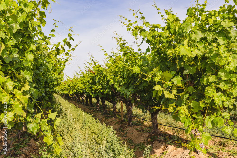 Vineyard in California. A beautiful view of a vineyard close up, California