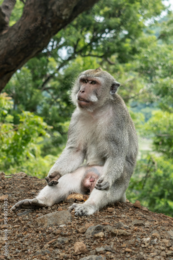 Fototapeta premium Wild monkey sitting quietly on the ground. Close-up