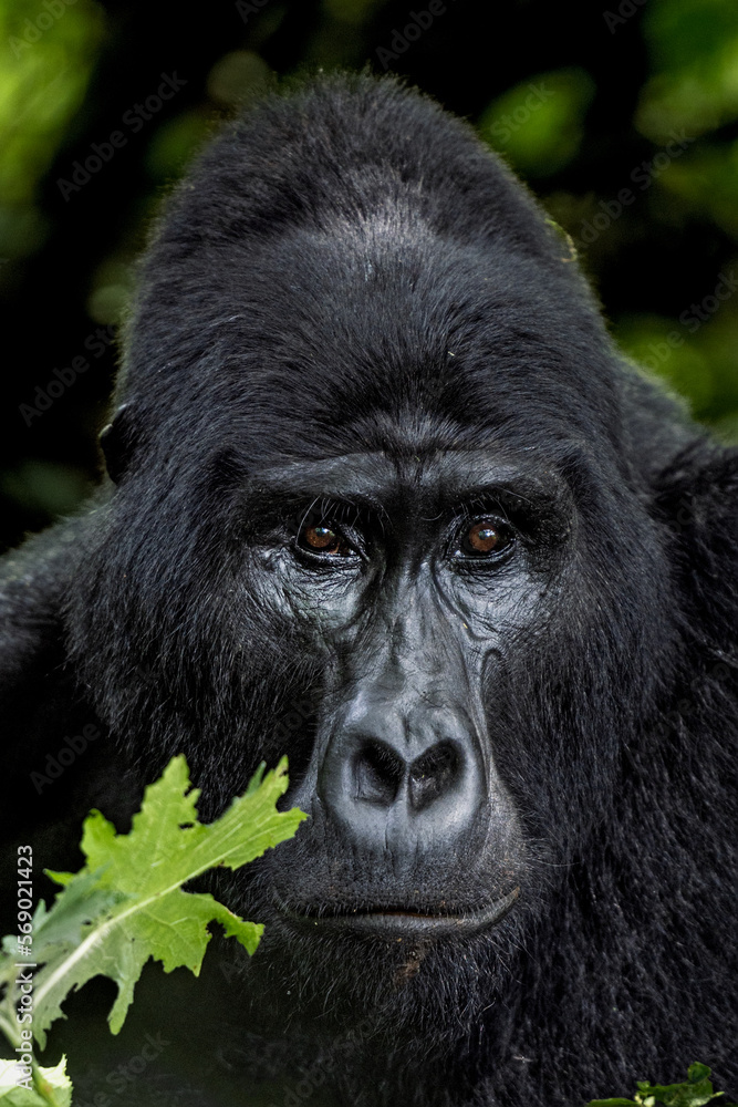 Mountain Gorilla Silverback Alpha-Male face Mountain Gorilla Silverback Alpha-Male face