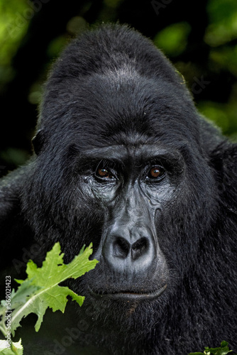 Mountain Gorilla Silverback Alpha-Male face © Hari