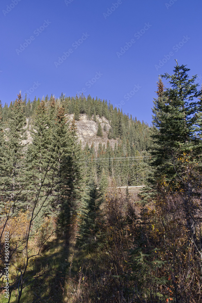 Trees in the Canadian Rockies Trees in the Canadian Rockies