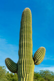 Tall saguaro cactus with multiple growths on side and texture ridges on the green surface in late afternoon sunlight