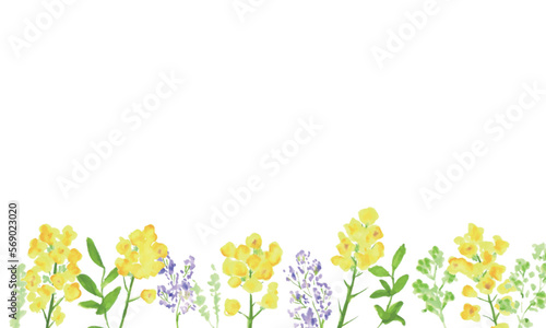 水彩画。菜の花の装飾ベクターイラストフレーム。水彩タッチの菜の花背景。Watercolor painting. Rape blossoms decoration vector illustration frame. Rape blossoms background with watercolor touch.