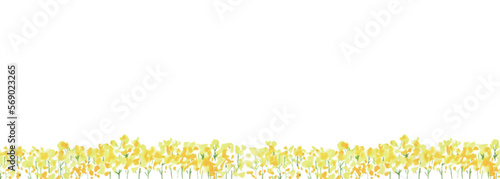 水彩画。菜の花の装飾ベクターイラストフレーム。水彩タッチの菜の花背景。Watercolor painting. Rape blossoms decoration vector illustration frame. Rape blossoms background with watercolor touch.