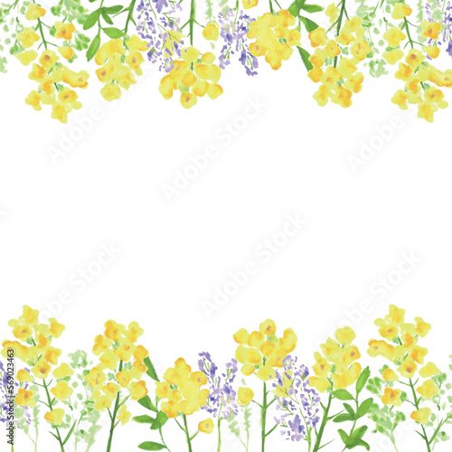 水彩画。菜の花の装飾ベクターイラストフレーム。水彩タッチの菜の花背景。Watercolor painting. Rape blossoms decoration vector illustration frame. Rape blossoms background with watercolor touch.