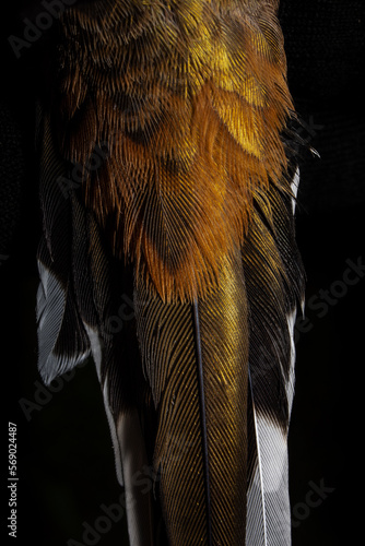 hummingbird feathers with iridescence close up