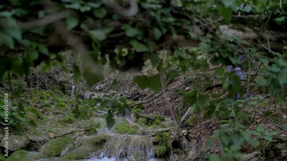 man crossing small water stream in forest man crossing small water stream in forest