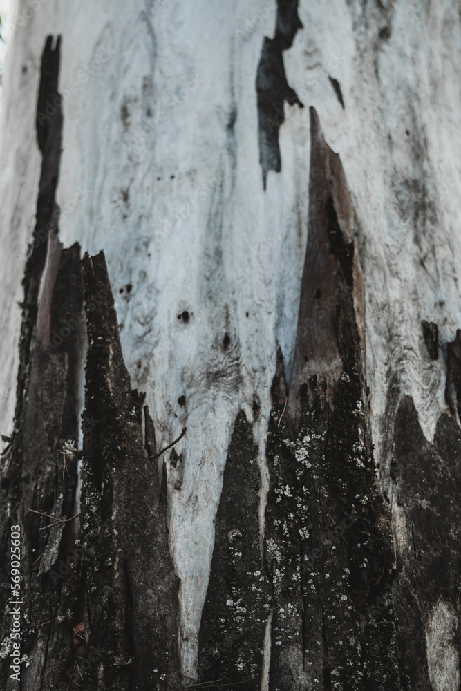 Texture Texture