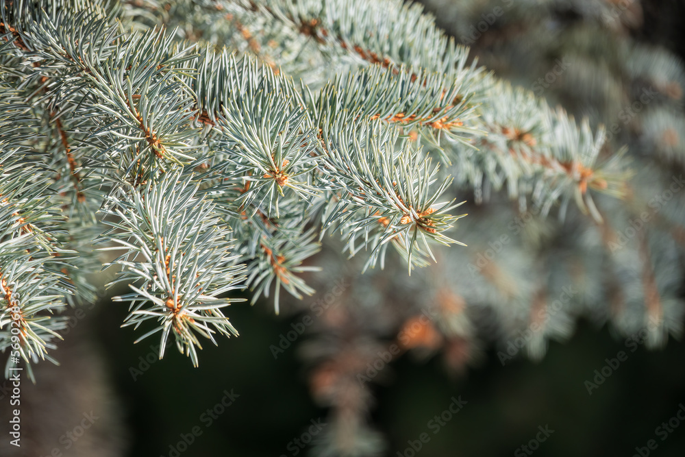Background of green spruce branches in sunset light Background of green spruce branches in sunset light