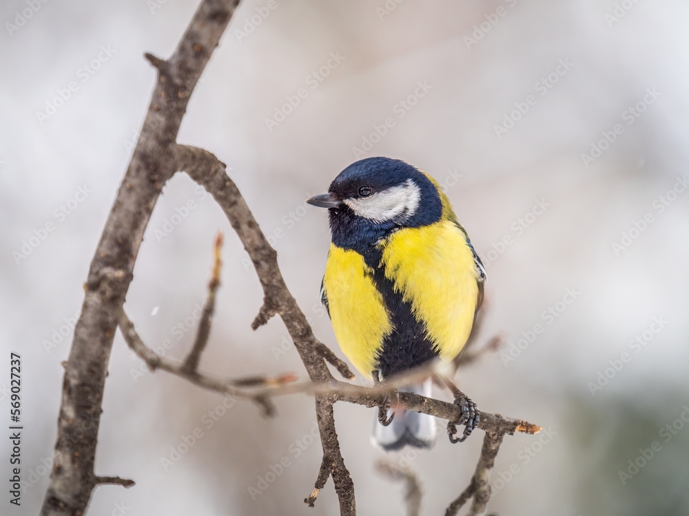 Cute bird Great tit, songbird sitting on a branch without leaves in the autumn or winter. Cute bird Great tit, songbird sitting on a branch without leaves in the autumn or winter.