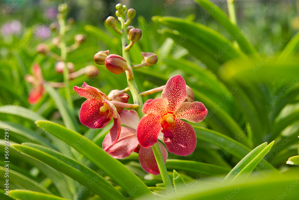 Fresh red orchids in farmer's garden in bright daylight Background is blurry green orchid leaves. Fresh red orchids in farmer's garden in bright daylight Background is blurry green orchid leaves.