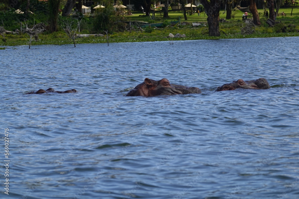 Kenya - Lake Naivasha - Sanctuary Farm - Boat View - Hippo Kenya - Lake Naivasha - Sanctuary Farm - Boat View - Hippo