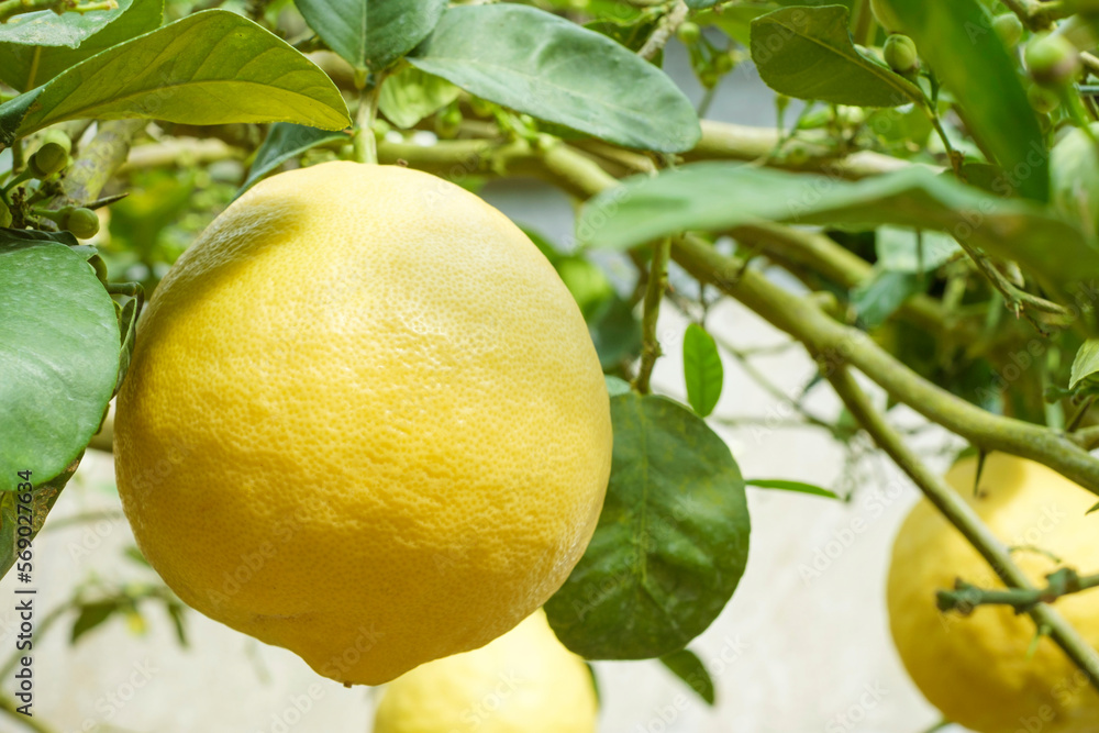 Ripe yellow lemon grows on a tree close-up.