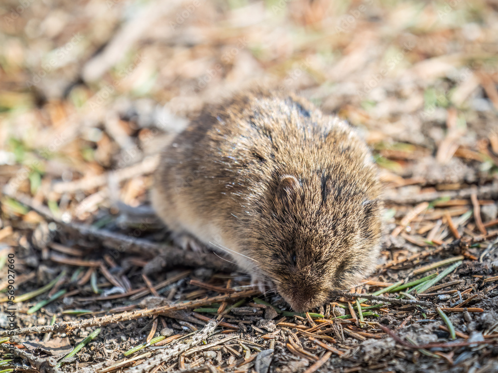 A closeup of a Common vole, Microtus arvalis, on the ground with a blurry background A closeup of a Common vole, Microtus arvalis, on the ground with a blurry background