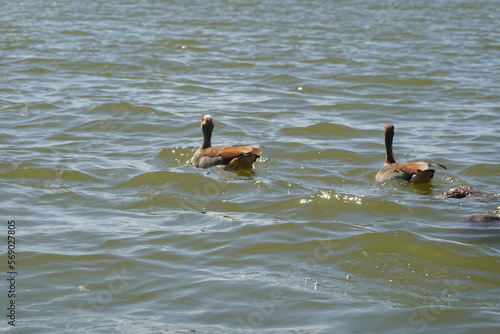 Kenya - Lake Naivasha - Sanctuary Farm - Boat View - Ducks