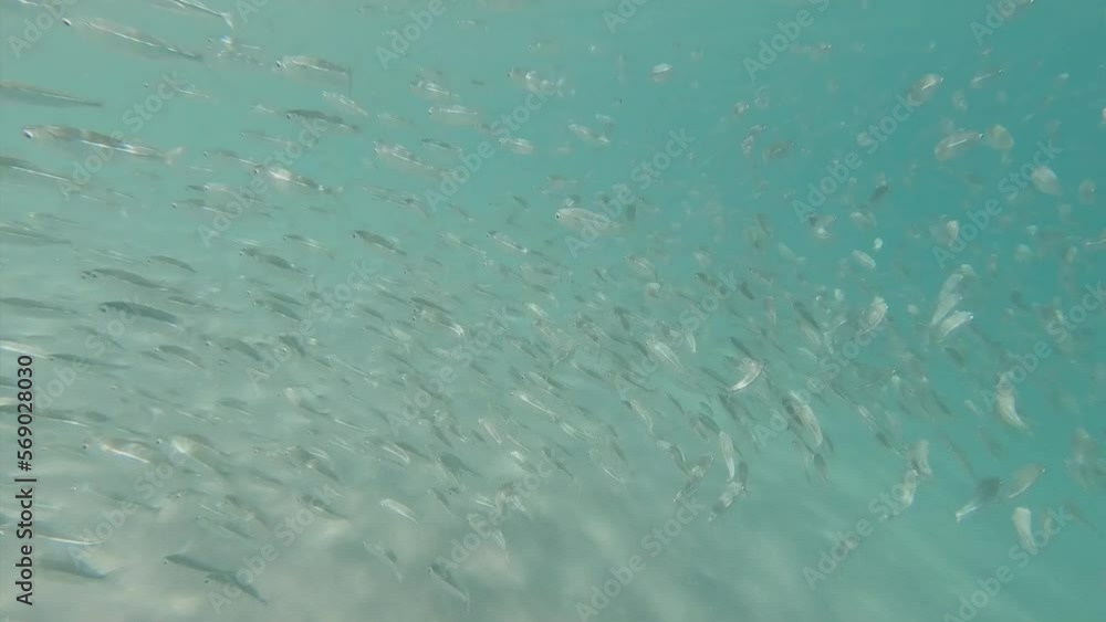 A school of small fish swimming around a shallow beach in tropical water. A school of small fish swimming around a shallow beach in tropical water.