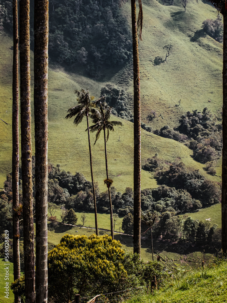 World's Tallest Palm Tree Forest Los Nevados National Natural Park